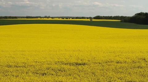 Huge field of flowering rape Stock-Footage 37587006