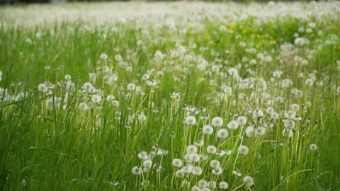 Huge field full of dandelion meadows Stock Footage 314016592