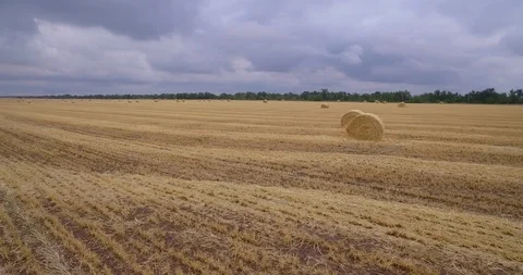A huge field of mowed grass Video stock 96704358