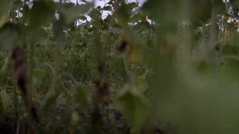 A huge field is planted with sunflowers, the wind blows across the field Stock Footage 137423978
