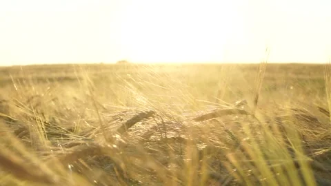 A huge field of rye Stock Footage 145661317