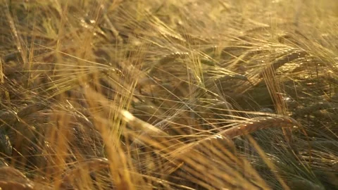 A huge field of rye Stock Footage 145661338