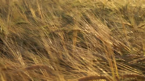 A huge field of rye Stock Footage 145671425