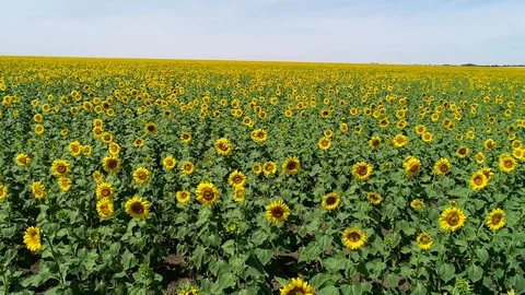 Huge field of sunflowers Stock Footage 103426349