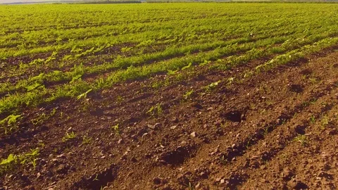 A huge field of sunflowers Stock Footage 109270903