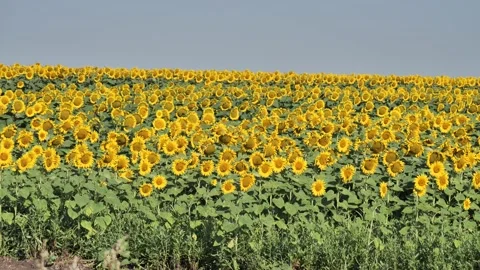 A huge field of sunflowers Stock Footage 137174843