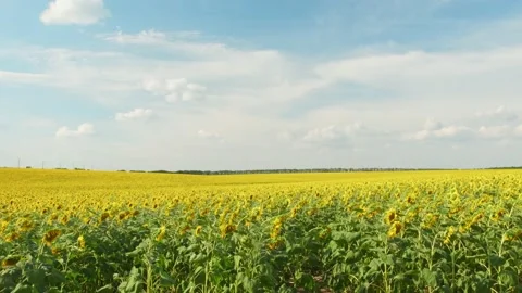 Huge field of sunflowers Vídeos de archivo 138446133