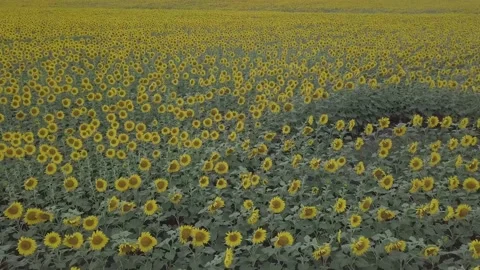 A huge field of sunflowers. Stock Footage 148655937