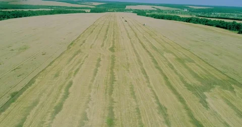 A huge field with wheat crop, which is collected by harvesters Stock Footage 78936569