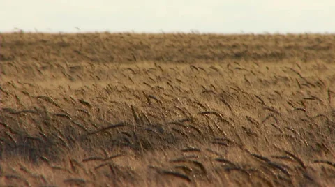 A huge field of wheat spikelets evening. Real time. 스톡 동영상 65266184