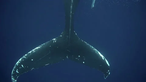 Huge fin of humpback whale very close underwater 4k Stock Footage 236889858