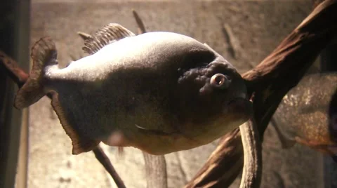 Huge fish in an aquarium Stock Footage 45357266