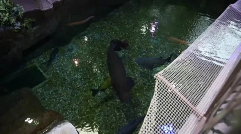 Huge fish at the aquarium Stock Footage 45533799