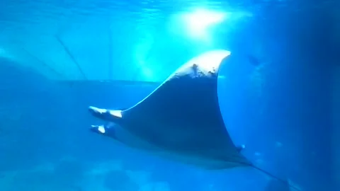 Huge fish with finned wings Stock-Footage 169570708