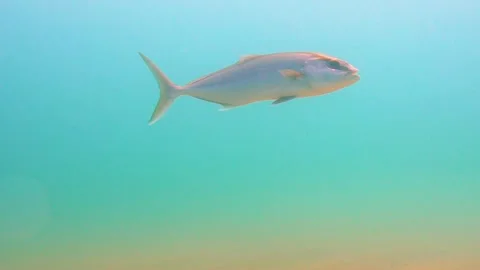 Huge Fish is Going Under Sea Stock Footage 144983670