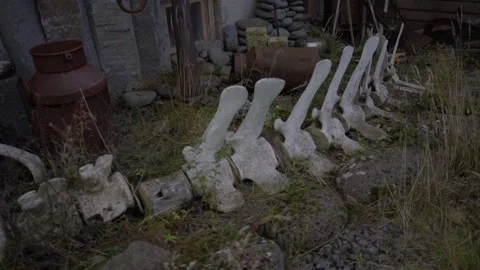 Huge fish skeleton in the grass. Bones and spine Stock Footage 130460892