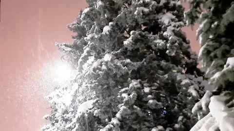 Huge flakes of snow fall against the background of fluffy fir trees. Vidéo 169956442