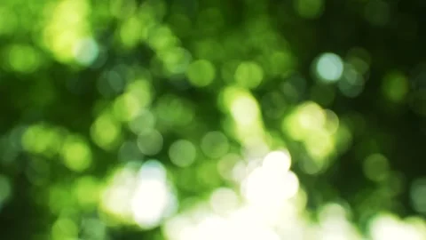 Huge flecks of sun on blurry foliage Video stock 159294641