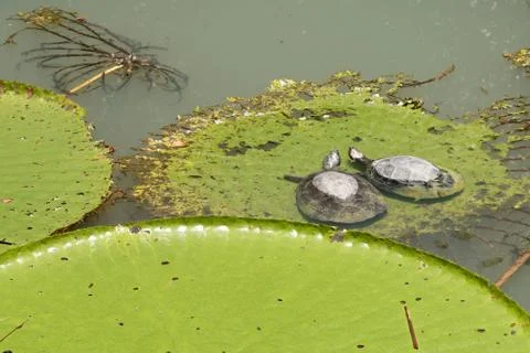 Huge floating lotus,Giant Amazon water lily. Victoria Regia leaf Stock Photos