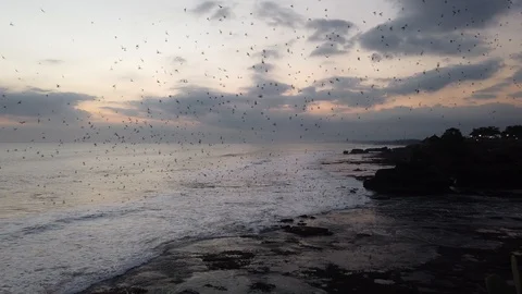 A huge flock of bats flying over the sea.  스톡 동영상 110898197