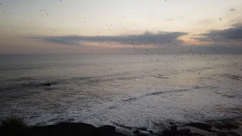 A huge flock of bats flying over the sea.  스톡 동영상 110899974