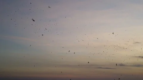 A huge flock of bats flying over the sea. Stock Footage 110950910