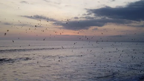 A huge flock of bats flying over the sea.  스톡 동영상 110959531