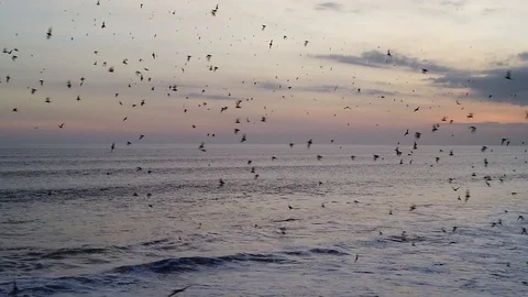A huge flock of bats flying over the sea.  스톡 동영상 110969996