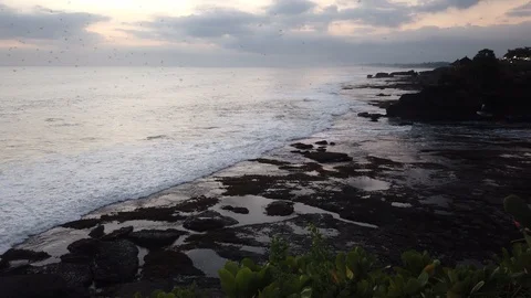 A huge flock of bats flying over the sea.  Stock Footage 110974797