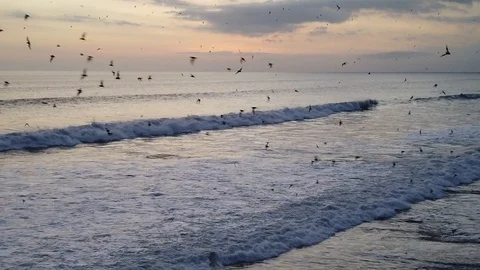 A huge flock of bats flying over the sea. at sunset, Bali island, Indonesia. Stock Footage 111008088