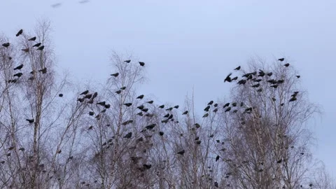 Huge Flock of Bird on Trees, Background of Sky and Clouds. Large Turbulent Fl Stock Footage 171281585