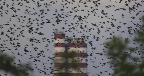 Huge flock of birds on the chimney background, 4K slomo Stock Footage 219249840