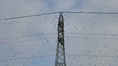 A huge flock of birds flies Stock Footage 143282840