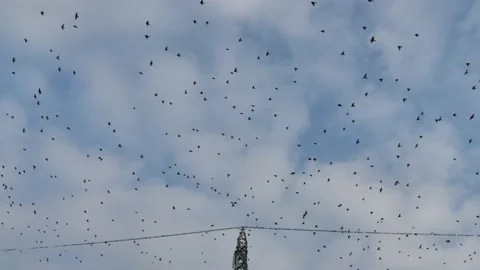 A huge flock of birds flies Stock Footage 143282871