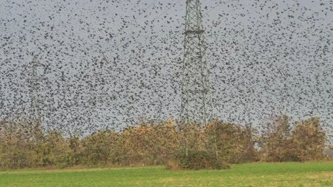 A huge flock of birds flies Stock Footage 143288048