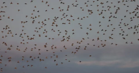 A huge flock of birds in flight, 4K slomo Stock Footage 240562514