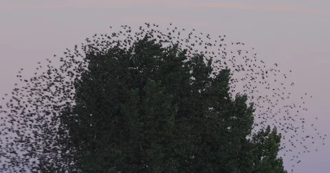 Huge flock of birds flying away from tree Stock Footage
