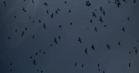 Huge flock of birds flying in blue summer sky Stock Footage 325090223
