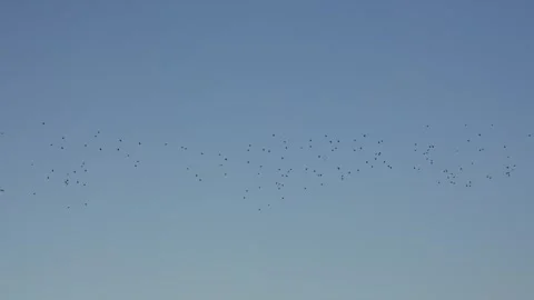 Huge flock of birds flying in murmuration Vidéo 339646320