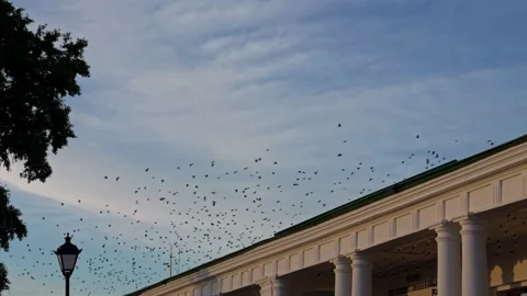 Huge flock of birds flying in murmuration over city building Vídeos de archivo 344865092