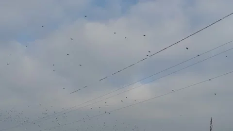 A huge flock of birds Video stock 144177758