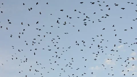Huge flock of black crows flying in the sky Stock Footage 344866062