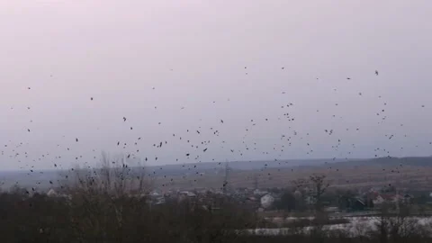 A huge flock of black ravensr Stock Footage 171474840