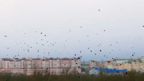 A huge flock of black ravensr Stock Footage 171474857