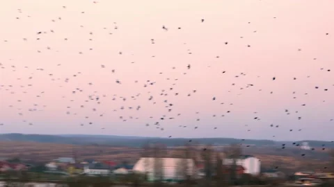 A huge flock of black ravensr Stock Footage 171474858