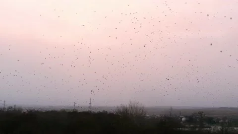 A huge flock of black ravensr Stock Footage 171474908