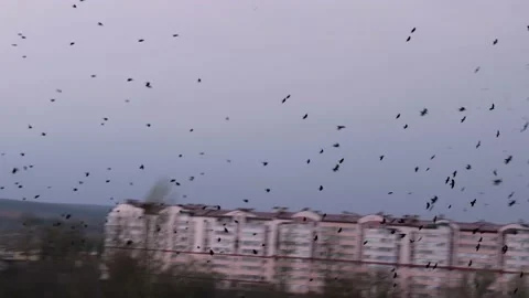 A huge flock of black ravensr Stock Footage 171474933