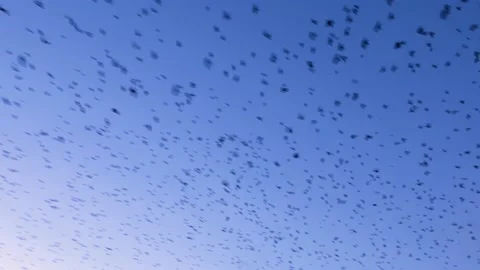 A huge flock of black ravensr Stock Footage 171475166
