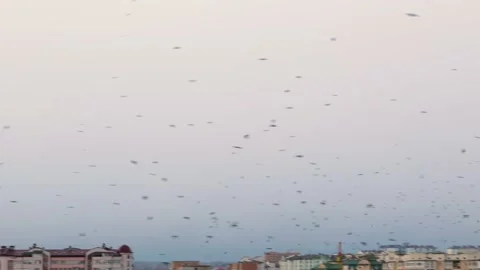 A huge flock of black ravensr Stock Footage 171475186