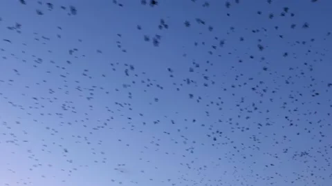 A huge flock of black ravensr Stock Footage 171475189